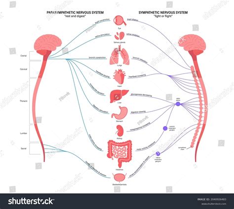 Sympathetic And Parasympathetic Nervous Systems Royalty Free Stock