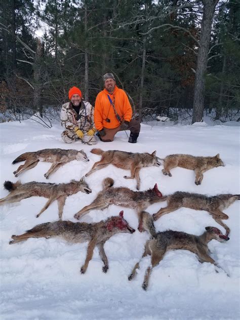 Lets See Your Coyote Hunting Photos Page 10 Michigan Sportsman