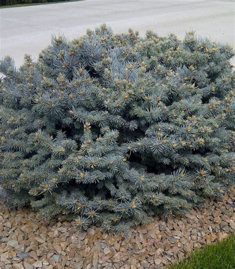 Blue Globe Spruce Trees And Shrubs › Anything Grows