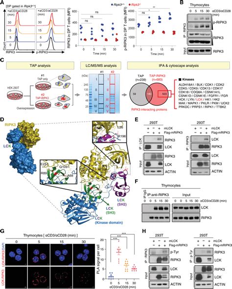 Tcr‐mediated Activation Of Lck Interacts With And Ripk3 To Promote