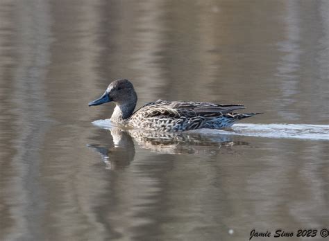 Female Northern Pintail Ironekilz Flickr