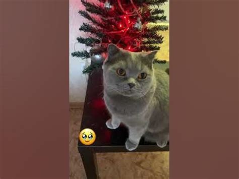 Где колбаса?#shorts#коты - YouTube