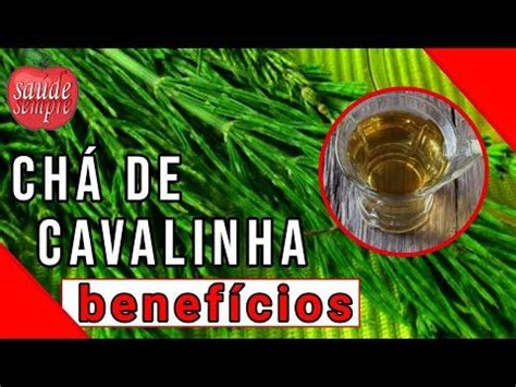 benefícios do chá de cavalinha