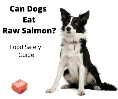 Can Dogs Eat Raw Salmon