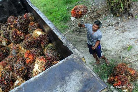 Perusahaan Kelapa Sawit Optimistis Harga CPO Naik Pada 2024 Page All