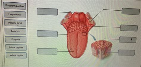 Solved Fungiform Papillae Lingual Tonsil Palatine Tonsil Chegg