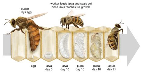 Life cycle of honey bee and uses of honey - Online Science Notes