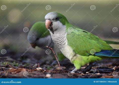 Monk Parakeet Myiopsitta Monachus Or Quaker Parrot On The Ground