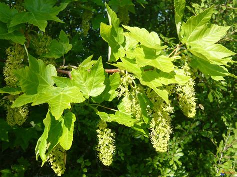 Photo Erable Sycomore Acer Pseudoplatanus