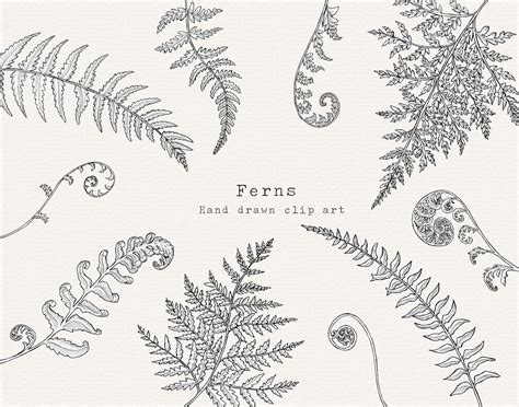 Fern Clipart Hand Drawn Fern Line Art Black And White Botanical