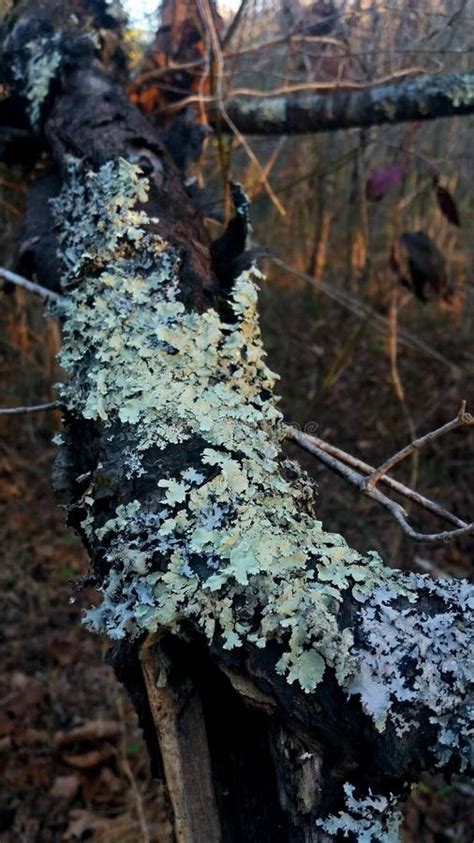 Lichen Growing In A Black Trunk Stock Photo Image Of Lichen Forest