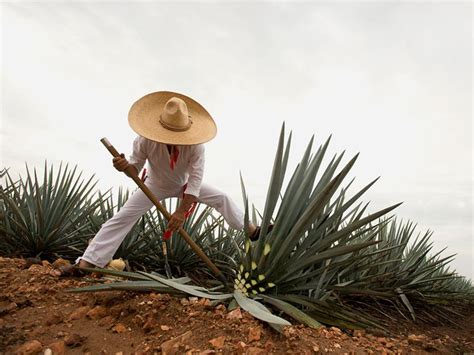 Qui N Te Lleva A Conocer La Ruta Del Tequila Desde La Cdmx Arma Tu