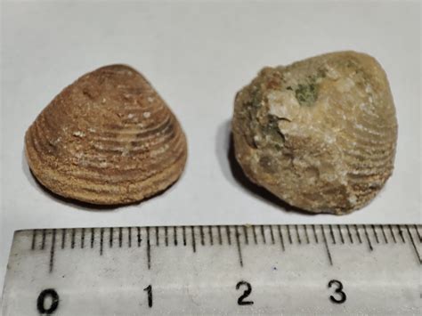 Bivalve From Morocco For ID Fossil ID The Fossil Forum