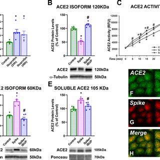 Cultures Of Human Alveolar TypeII A549 Pneumocytes Effects Of 24 Or