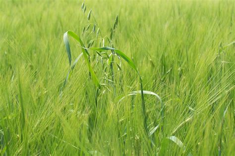 How To Identify Common Wheat Weeds Syngenta Know More Grow More