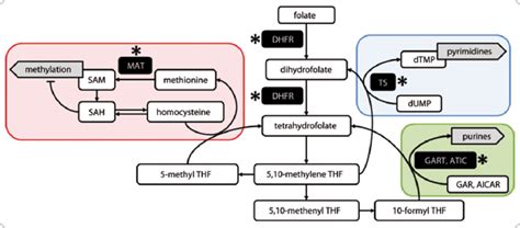 Folate Metabolism Methotrexate