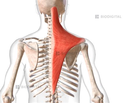 Right Trapezius Biodigital Anatomy