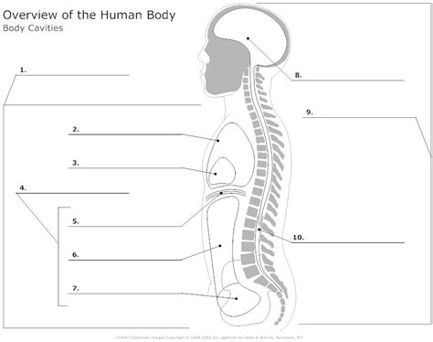 A And P Overview Of The Human Body Body Cavities Diagram Quizlet