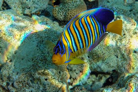 Royal Or Regal Angelfish Pygoplites Diacanthus Red Sea Stock Image