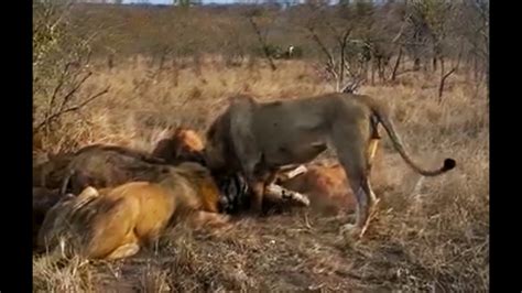 Southern Avoca Male Lion Dominating The Tumbela Male On Feast With