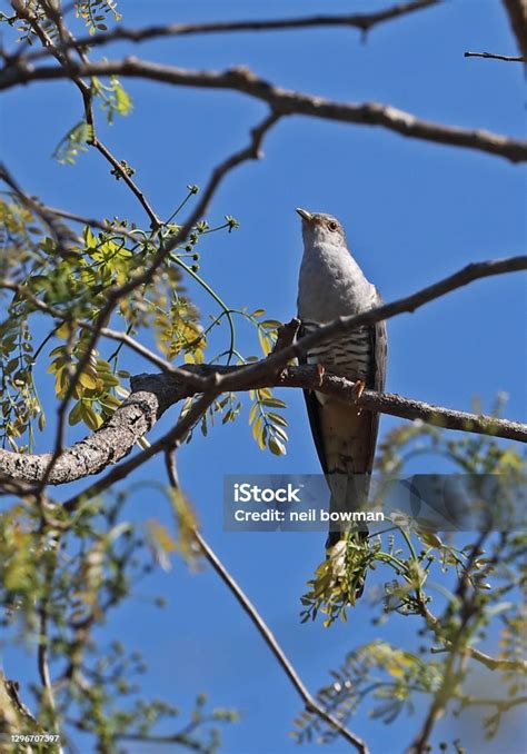 Madagascar Cuckoo Stock Photo Download Image Now Africa Animal