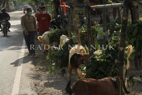 Penjualan Kambing Kurban Di Nganjuk Merosot Karena PPKM Darurat Radar