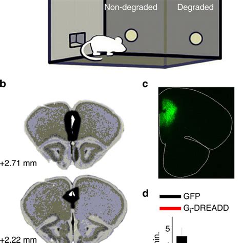 Selective Remodeling Of Prelimbic Cortical Dendritic Spines A