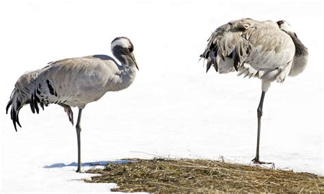 _F0D6875 | Kurki Grus grus | Pasi Hiltunen | Flickr