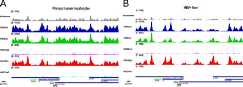 Mapping Of Histone Modifications In Episomal HBV CccDNA Uncovers An