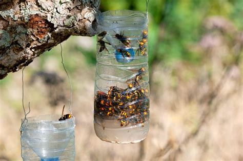 Avispas depredadoras en el suelo de mi jardín Página 3 Forocoches