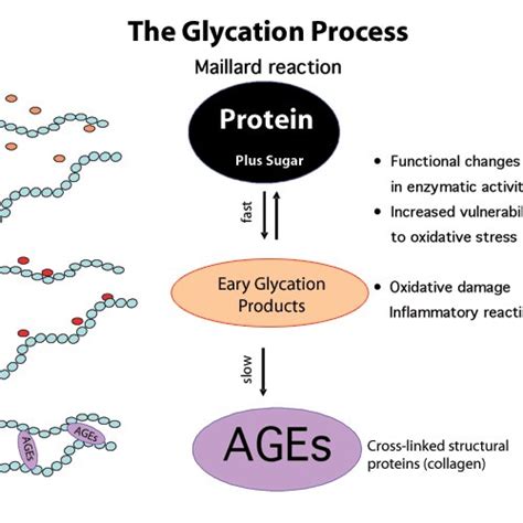 Pdf Advanced Glycation End Products Ages And Their Effects On Ageing