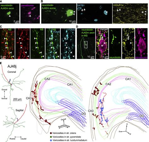 Teevra Neurons Are GABAergic Innervate PV Neurons In The Septum And