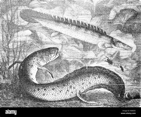 African Lungfish Protopterus Annectens Fotografías E Imágenes De Alta