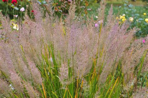 Calamagrostis Brachytricha Ornamental Grass In Autumn Max Vandaag