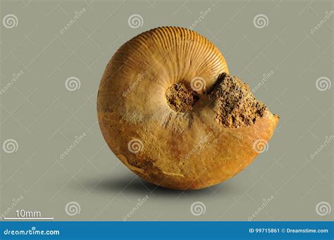 Ammonite Fossil Mollusk Stock Image Image Of Ocean 99715861