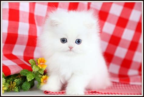 Cashmere White Teacup Persian Kitten