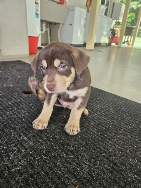 Red & Tan Male Red Kelpie Pups 7 wks | Farm Tender