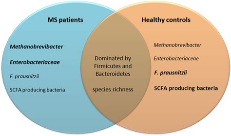 Frontiers Modulation Of Multiple Sclerosis And Its Animal Model