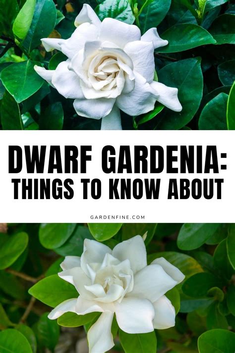 Best 13 15 Of The Best Gardenia Varieties Artofit