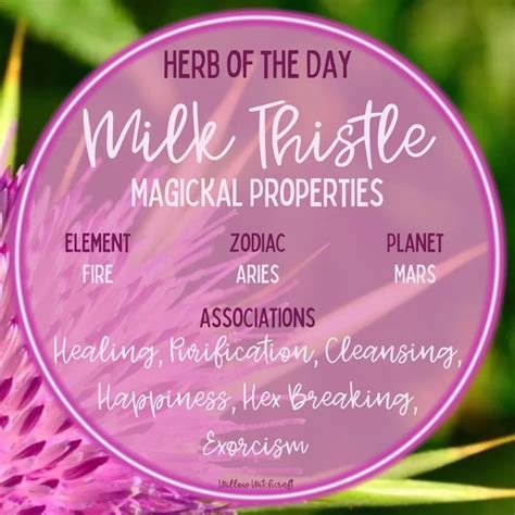 Milk Thistle Magickal Properties Herbal Witch Magickal Herbs