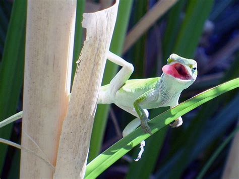 Cute Green Lizards