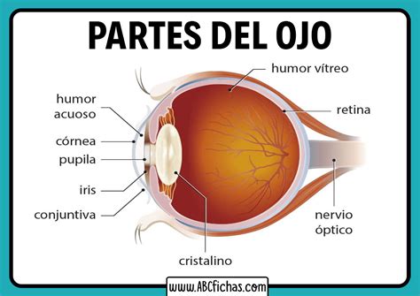 Las Partes Del Ojo Humano Anatomia Ocular Anatomia Del Ojo Ojo Humano ...