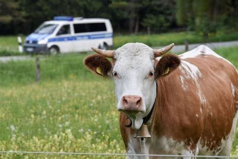 Jähriger zwingt Jungen zu Sex mit Kuh bevor er ihn vergewaltigt