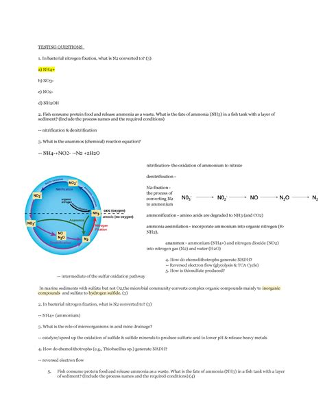 Mbio S Exam Exam Review Testing Questions In Bacterial