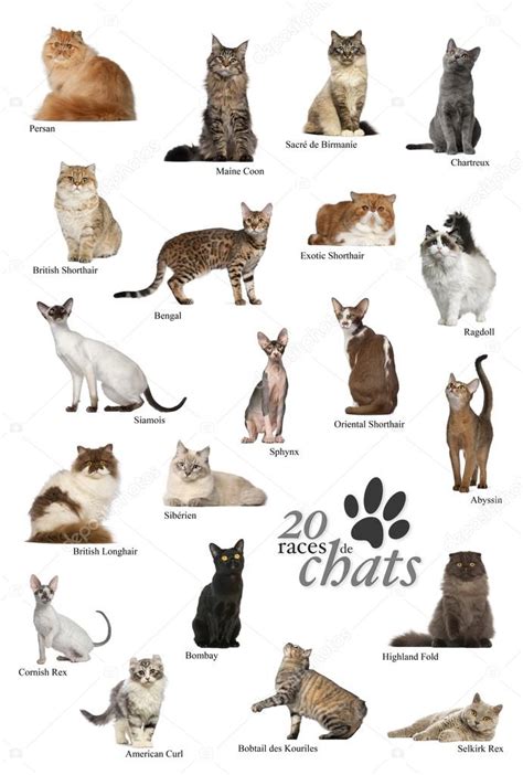 Cat breeds poster in French — Stock Photo © lifeonwhite #53298645