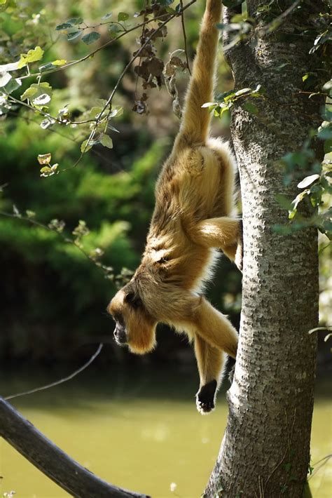 Hurleur Noir Alouatta Caraya Black And Gold Howler Monke Flickr