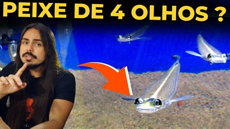 O PEIXE DE 4 OLHOS TRALHOTO TUDO SOBRE Mr Betta YouTube