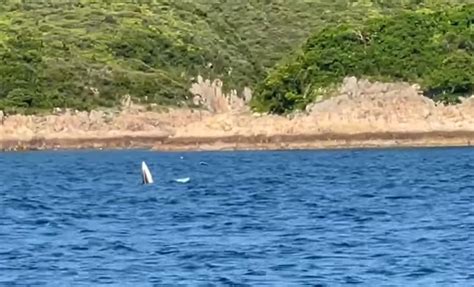 西貢鯨魚｜鯨魚神隱未現身 船家指兩日來多了市民租船觀鯨 星島日報