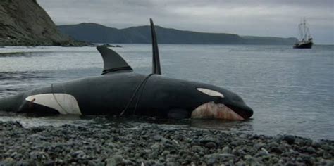 Orca The Killer Whale 1977 Some Shots And Photos Of The