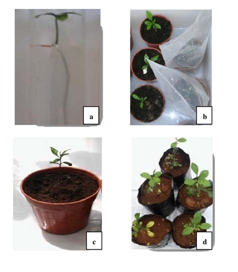 Steps of acclimatization. a: in vitro plantlets; b: plants covered with ...